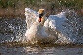 France,Somme,Baie de Somme,Baie de Somme Nature Reserve,Marquenterre Ornithological Park,Saint Quentin en Tourmont,Mute Swan (Cygnus olor Mute Swan) bath (toilet)