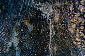 France,Landes,Arjuzanx,created on the site of a former lignite quarry,the National Nature Reserve of Arjuzanx welcomes tens of thousands of cranes (Grus grus) each year,the time of a wintering (aerial view)