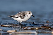 Frankreich,Somme,Baie de Somme,Picardie-Küste,Quend-Plage,Sanderling (Calidris alba) am Strand,bei Flut,Strandläufer kommen zum Fressen in die Seeleine