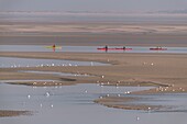 France,Somme,Baie de Somme,Le Hourdel,Indonesian canoes and canoe kayak during high tides,the boats come to wait for the flow and the tidal bore at the entrance of the bay and then go up helped by the strong current,sometimes accompanied by the seals,some fail their boat on the sandbanks to watch the birds dislodged by the tide