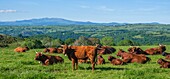 France,Cantal,Regional Natural Park of the Auvergne Volcanoes,monts du Cantal (Cantal mounts),vallee de Cheylade (Cheylade valley),herd of cows
