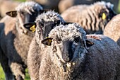 Frankreich,Somme,Baie de Somme,Le Crotoy,Salzwiesenschafe in der Baie de Somme im Frühling,zu dieser Jahreszeit haben die Schafe noch ihre Wolle und die Lämmer sind noch klein,ein paar Ziegen begleiten die Herde, um sie über die Wiesen zu führen