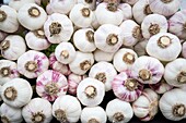 France,Vaucluse,regional natural park of Luberon,Ménerbes,labeled the Most Beautiful Villages of France,stall of purple garlic