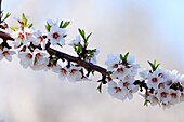 France,Alpes de Haute Provence,Brunet,almond trees in bloom