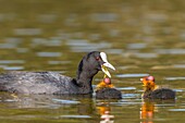 France,Somme,Bay of Somme,Natural Reserve of the Bay of Somme,Saint-Quentin-en-Tourmont,Marquenterre Ornithological Park,Coot (Fulica atra - Eurasian Coot): feeding of young brood by the adults who seek plants at the bottom of the water for their chicks or give them insects and larvae