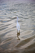 Usa,Florida,Bird Wading In Water,Sarasota