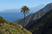 Spain,Canary Islands,Palm tree and Island of Tenerife viewed from Vallehermoso trail,Island of La Gomera