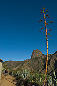 Spain,Canary Islands,Vallehermoso trail with Roque Cano in background,Island of La Gomera