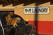 USA,Florida,Parked car with dogs for passengers outside launderette,Florida Keys