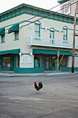 USA,Florida Keys,Rooster in downtown,Key West