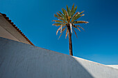 Spain,Ibiza,Palm tree growing above wall in Dalt Vila,Ibiza Town