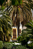 Spanien,Ibiza,Fenster und Palmen in Dalt Vila,Ibiza-Stadt
