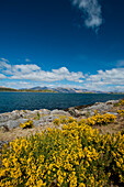 UK,Scotland,Looking across gorse bushes beside Loch Linnhe,Agyll and Bute