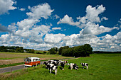 France,near Le Havre,Normandy,Camper van parked beside field of cows