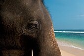 Sri Lanka,in der Nähe von Unawatuna,Nahaufnahme eines Elefanten,Thalpe