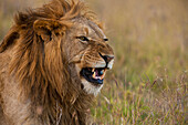 Kenia,Männlicher Löwe knurrt in der Ol Pejeta Conservancy, Laikipia Land