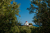 Griechenland,Kreta,Blick durch einen Olivenhain auf eine kleine Kirche in der Nähe von,Mirtos