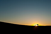 Morocco,Silhouette of Berber 'Blue man' leading camel across sand dunes at dusk in Erg Chebbi area,Sahara Desert near Merzouga