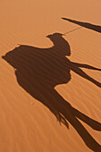 Marokko,Erg Chebbi Gebiet,Sahara Wüste bei Merzouga,Schatten von Berber 'Blauer Mann' führt Kamel über Sanddünen