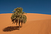 Morocco,Erg Chebbi area,Sahara Desert near Merzouga,Date palm half-covered by sand dune
