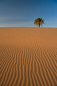 Marokko,Einsame Dattelpalme und Sanddüne im Erg Chebbi-Gebiet, Sahara-Wüste bei Merzouga