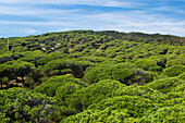 The beaches of the Atlantic Coast of Southern Spain - La costa de la Luz.Umbrella pine (Pinus pinea). Andalucia,Spain