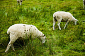 UK,North Wales,Snowdonia National Park,Sheep grazing on the hillside,Nantgwynant