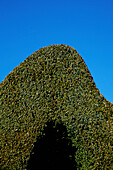 Uk,Hedge At Rousham Gardens,Oxfordshire