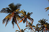 Palmen am Strand von Anjuna bei Sonnenuntergang, Bundesstaat Goa, Indien, Asien.