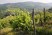 Weinreben auf dem Weinberg am Rande von 'radda in Chianti', einer schönen kleinen Stadt und einer berühmten Region, die für ihren Chianti-Wein bekannt ist, in der Toskana. Italien. Juni.