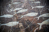 Dänemark,Grönland,Walschnitzereien auf Felsen,Qaqortoq (Julianehab)