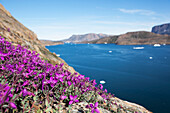 Denmark,Greenland,Dwarf fireweed,Upernarvik