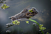 USA,Louisiana,Alligator in swamps,Breaux Bridge