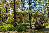 USA,Louisiana,Tourboat in swamps,Breaux Bridge