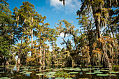 USA,Louisiana,Swamp landscape,Breaux Bridge