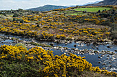 Fluss Behy mit MacGillycuddy's Reeks im Hintergrund,Iveragh Peninsula,County Kerry,Irland,UK