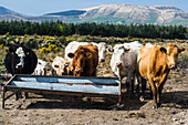 UK,Irland,County Kerry,Iveragh Peninsula,Kühe und Kälber aufgereiht am Futtertrog