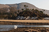 Schwan im Oberen See von Lough Leane,Killarney National Park,Grafschaft Kerry,Irland,UK