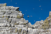 Basstölpel (Morus bassanus) im Flug,Little Skellig,Skellig Islands,County Kerry,Irland,UK