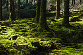Moos im Wald, Valentia Island, Grafschaft Kerry, Irland, UK