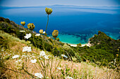 Griechenland,Chalkidiki,Idyllischer Blick auf die Küste mit Wildblumen im Vordergrund,Sithonia