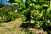 Greece,Halkidiki,Bunches of green grapes on vines in vineyard,Sithonia