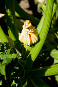 Griechenland,Chalkidiki,Zucchiniblüte,Sithonia