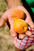 Greece,Halkidiki,Woman's hand holding juicy sun ripened apricots,Sikia