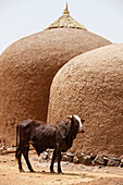 Niger,Ochse vor zwei gewölbten Getreidespeichern aus Lehm, Region Tahoa