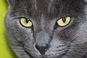 UK,England,Blackheath,London,face close up,Russian Blue cat