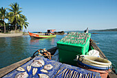 Myanmar (Burma),Irrawaddyi division,Fishing catch on fishing boat,Nag Yoke kaung village