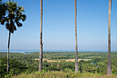 Myanmar (Burma),Irrawaddyi division,Paung Thoe village area,View from above of coastal coconut forest with sea river and paddies
