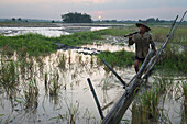 Myanmar (Burma),Myaung Mya,Irrawaddyi Division,Sonnenuntergang über Reisfeldern