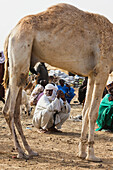 Niger,Peul Trader Squatting At Agadez Main Livestock Market,Agadez